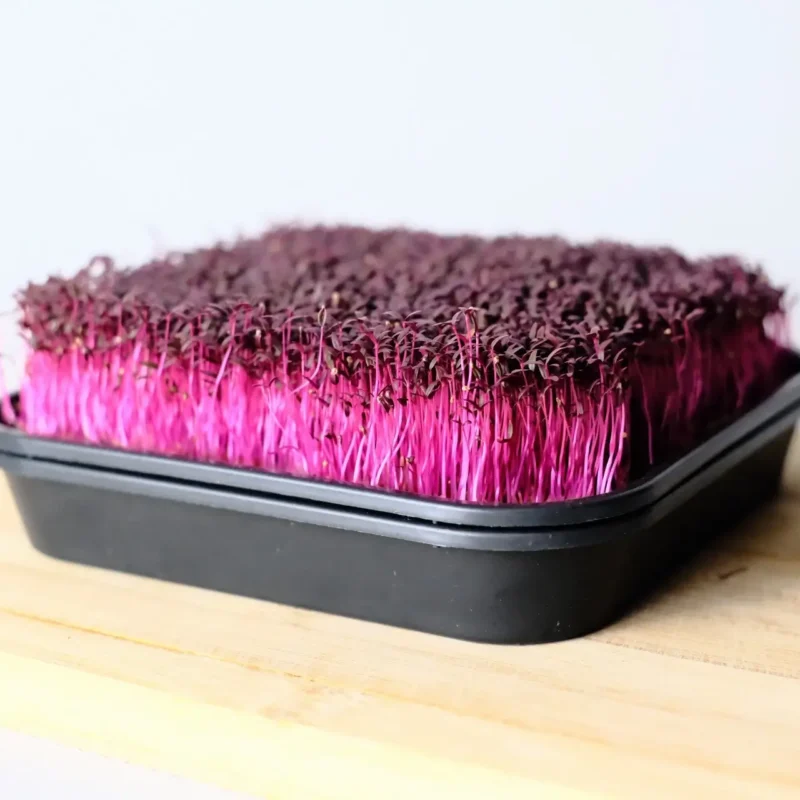 Amaranth