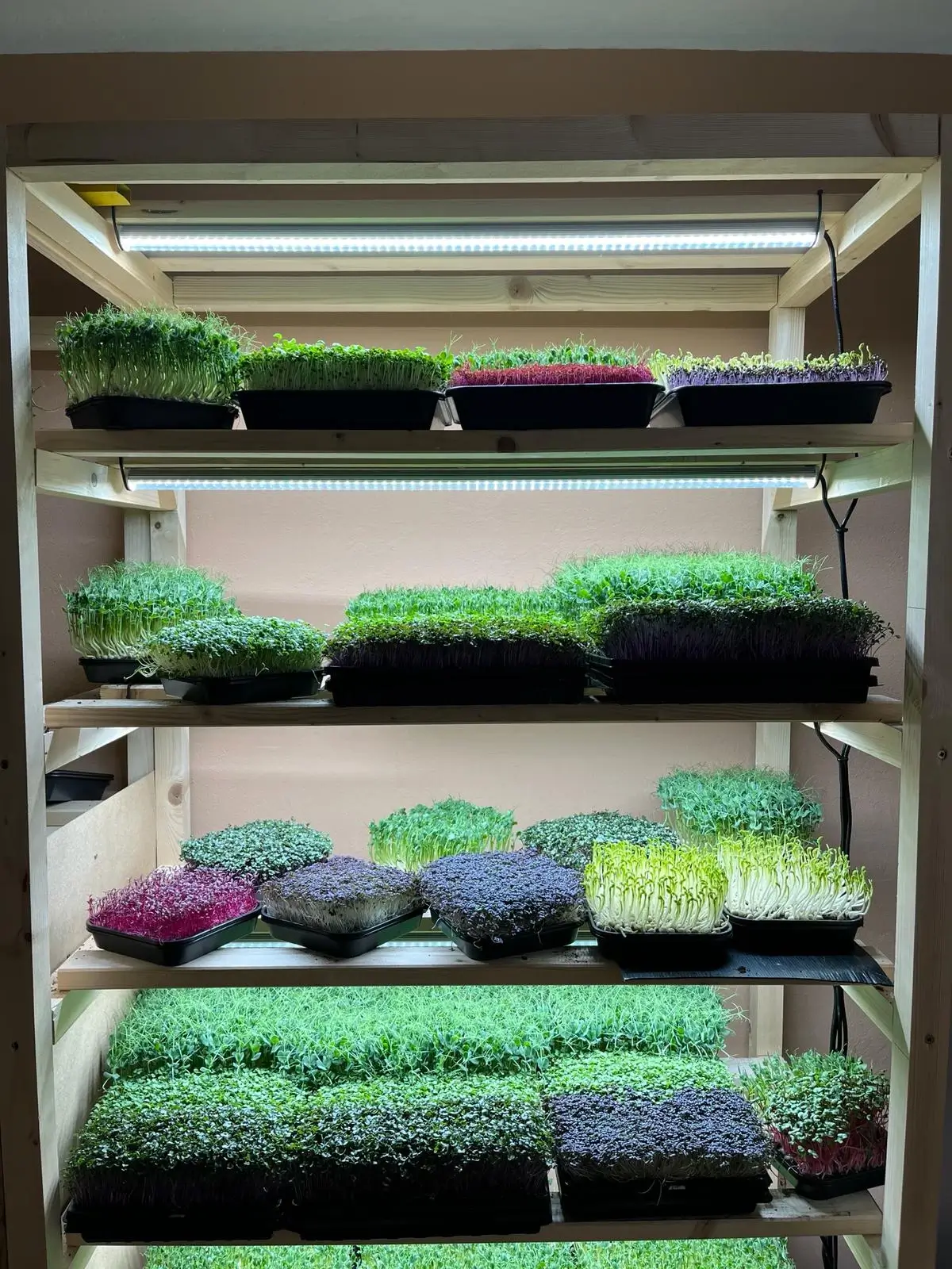 Proč právě Nostimo Microgreens?