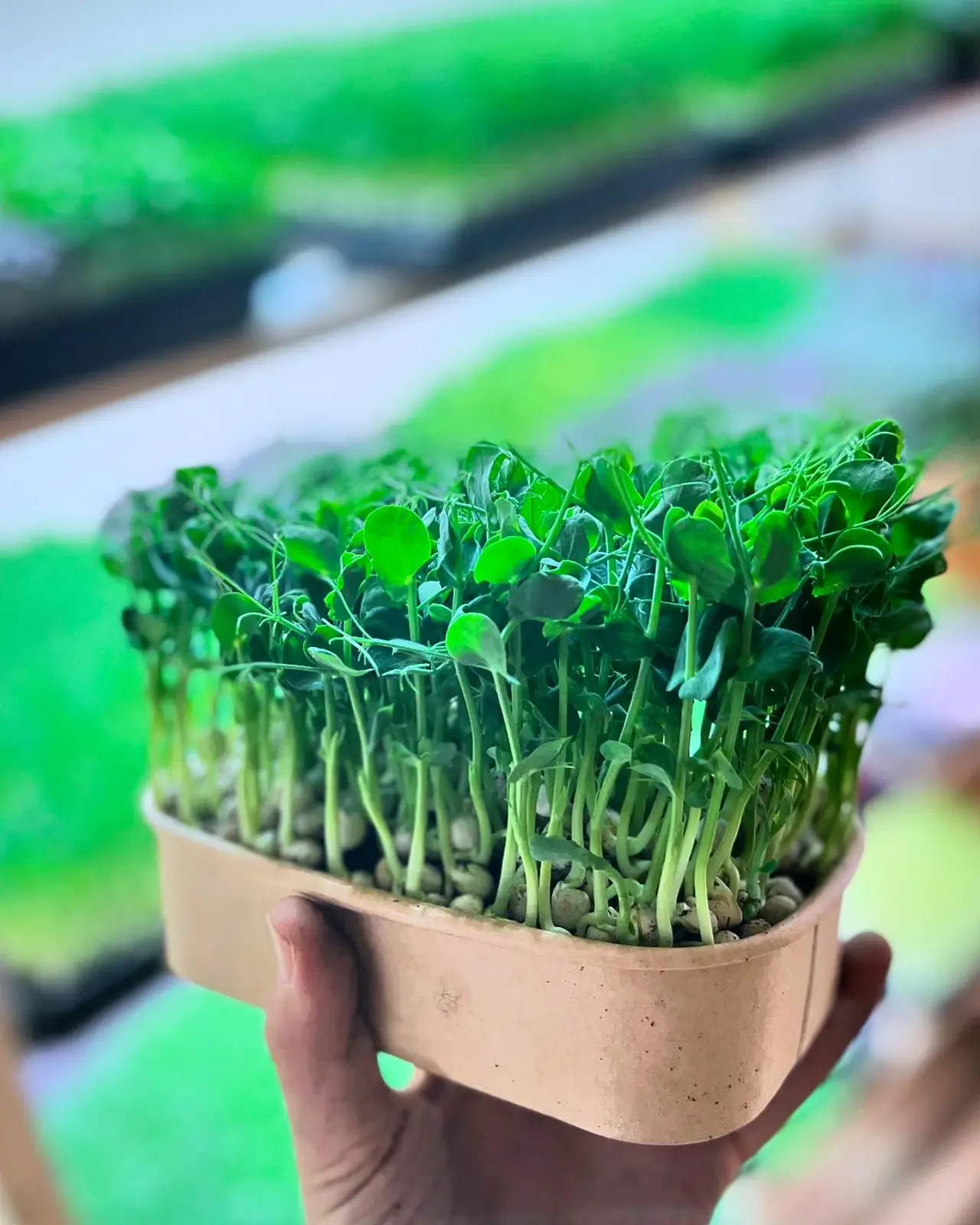 Jak si správně vypěstovat Microgreens doma?
